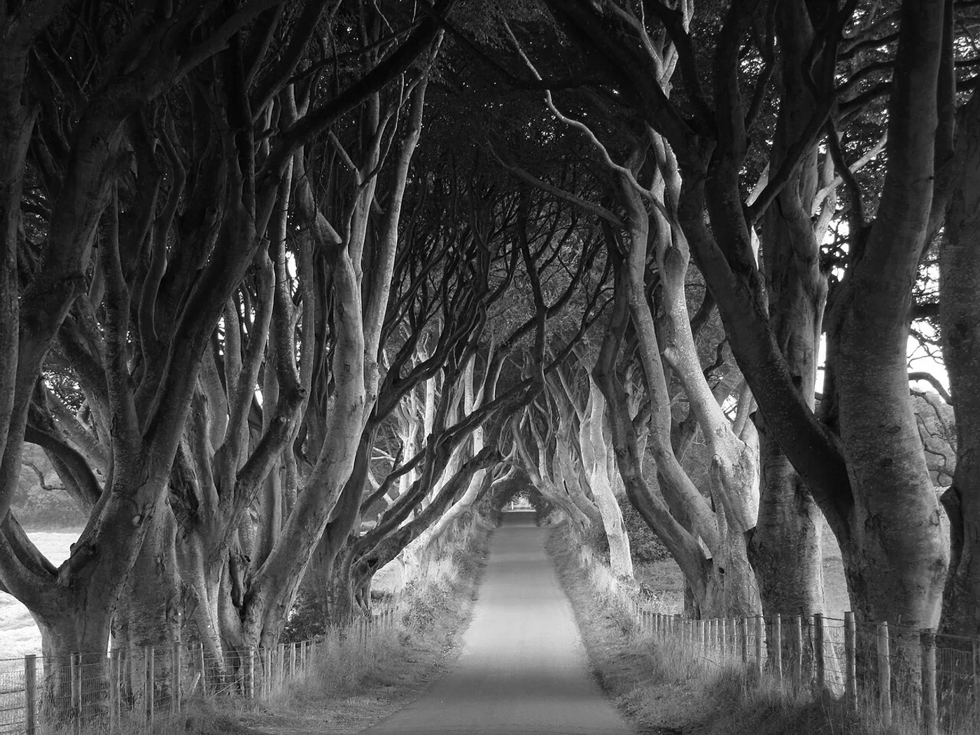 Dark Hedges, Ballymoney