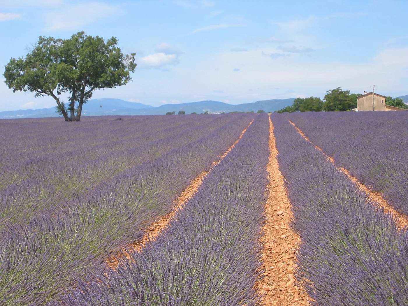 Campos de lavanda de Valensole, Valensole