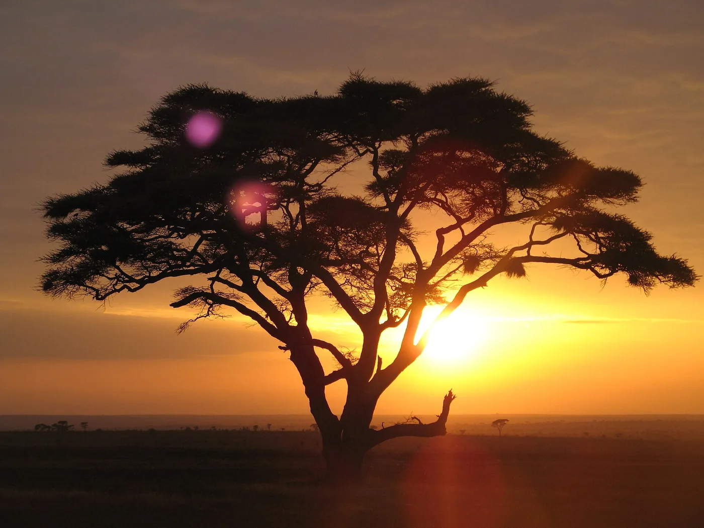 Serengeti, Seronera