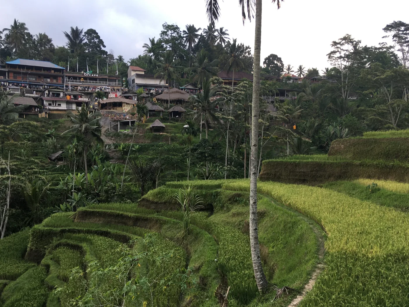 Ubud y las terrazas de arroz de Tegalalang, Ubud